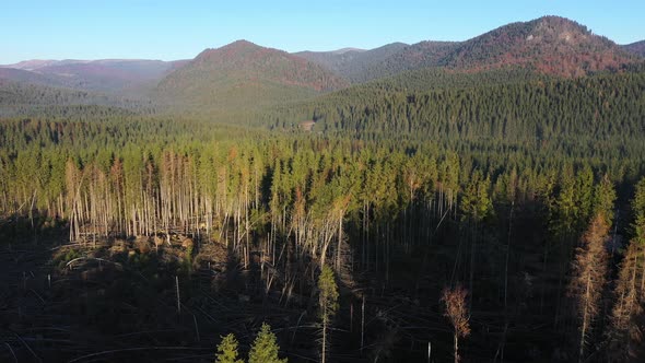 Aerial View of Illegal Logging, Industrial Forest Exploitation alt
