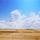 Ripe wheat field in summer - VideoHive Item for Sale
