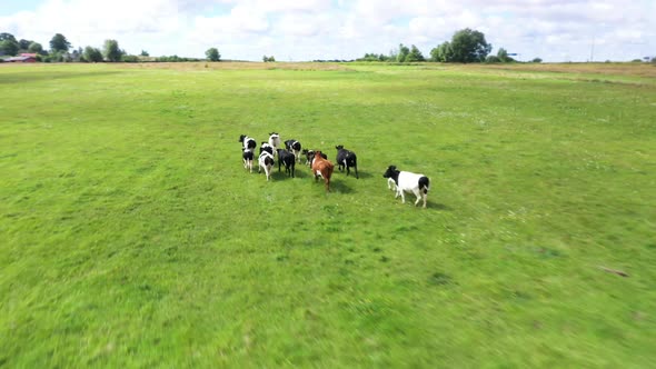 Thoroughbred Cows Run on Wide Green Field Under Cloudy Sky