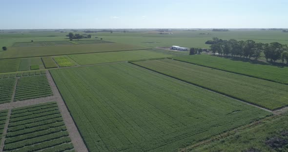 Flight over cornfield and green soybeans. Beautiful landscape of a green field. Crop field top view. alt