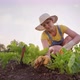 A woman is cultivating beets on a plantation. A farmer in a straw hat and denim clothes tends - VideoHive Item for Sale