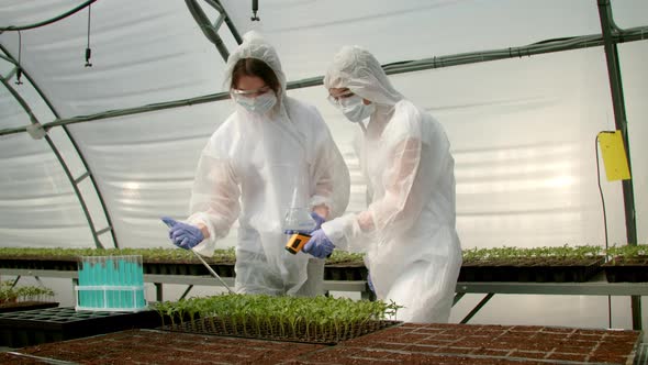 Farmers Tending Growing Crops in Greenhouse