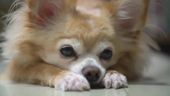 boring brown chihuahua dog puppy wait for owner walk him to park alt