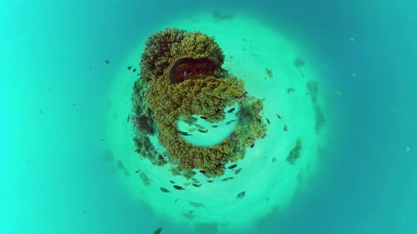 Coral Reef and Tropical Fish Underwater. Bohol, Panglao, Philippines. alt