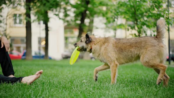 A Handsome Man Playing a Flying Disc with His Smart Grey Dog alt