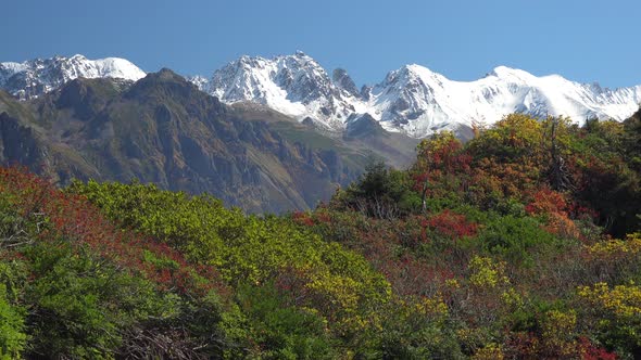 Natural Autumn Colors of Thickets and Snowy Mountain Peaks alt