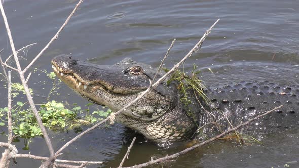 Alligator Growling During Breeding Season