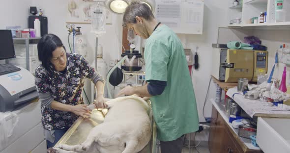 Veterinary surgery - Veterinarian operating a white dog in a pet clinic alt