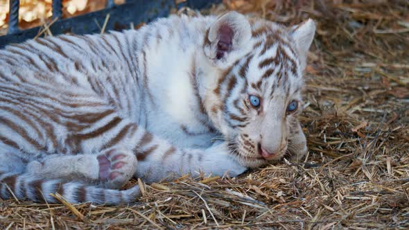 White Tiger Cub Licks Its Lips Lies in Zoo Cage alt