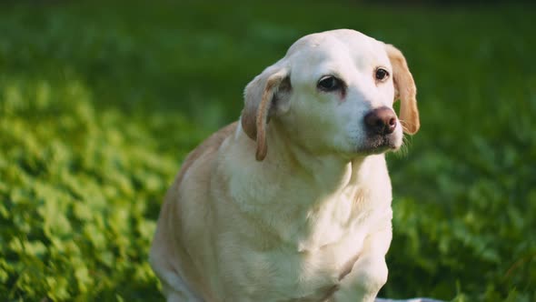 Adorable Beagle-Labrador mix dog looking around while sitting in a bucket alt