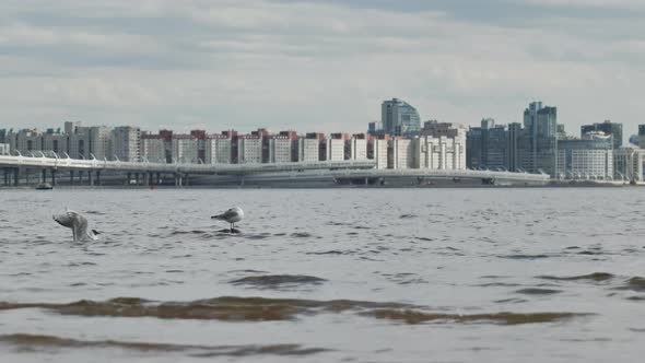 waves on the water against the background of city buildings, a bird on a stone alt