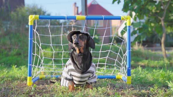 a Funny Dachshund Dog Dressed As a Football Goalkeeper in a Tshirt and Cap Stands Against the alt