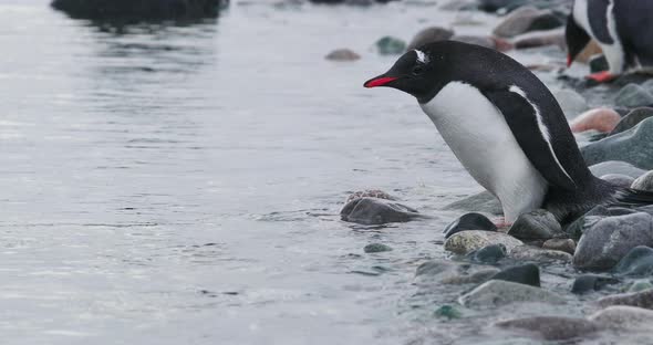 MS Gentoo Penguin (Pygoscelis papua) chicks entering water / Cuverville Island, Antarctica