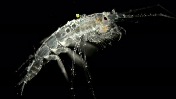 Amphipoda Macrohectopus Branickii Under the Microscope, Macrohectopidae Family, Endemic Species That alt