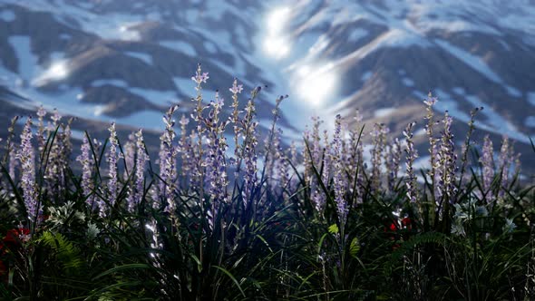 Lavender Field with Blue Sky and Mountain Cover with Snow alt