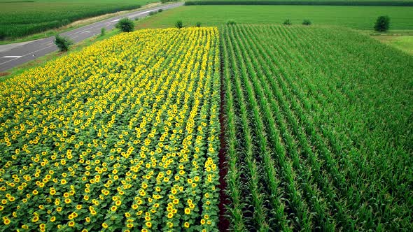 Aerial view of rows of sunflower and corn in fields. alt