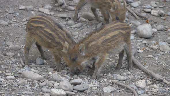 Cute brown Wild Boars foraging food in rocky ground - Digging between stones and pebble - close up alt