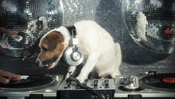 dog disco puppy animal pet funny party music doggy alt