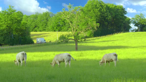 Close Up of Stud Beef Bulls and Cows Grazing on Grass in a Field in France alt