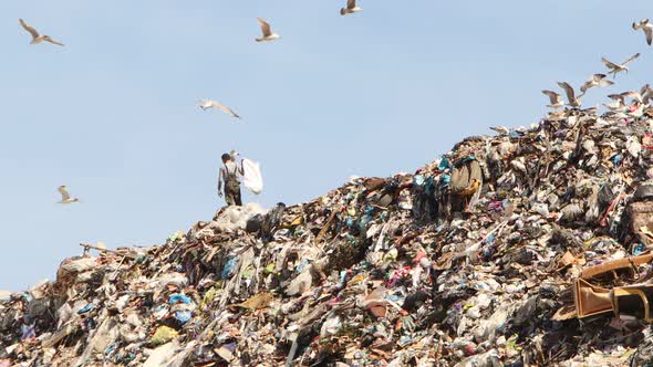 A Man Collects Garbage in a Landfill