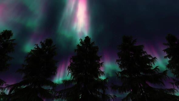 Northern Lights and Pines