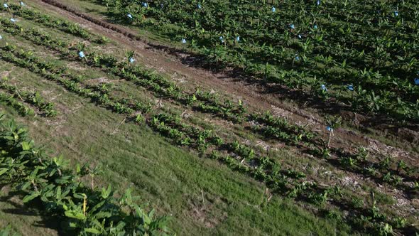 Low flying drone view above a commercial banana plantation in central America. Camera facing downwar alt