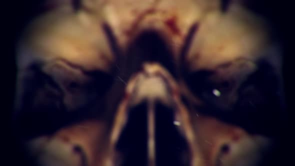 Human Skull Zoom Out Horror Atmosphere alt