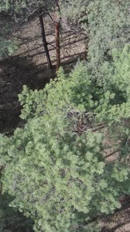 Vertical Video of Pine Forest Aerial View Slow Motion alt