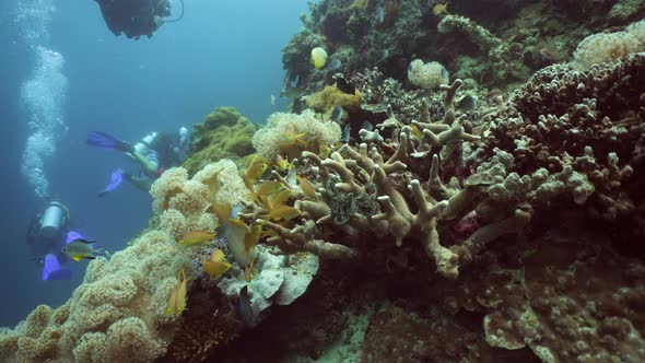 Coral Reef and Tropical Fish alt