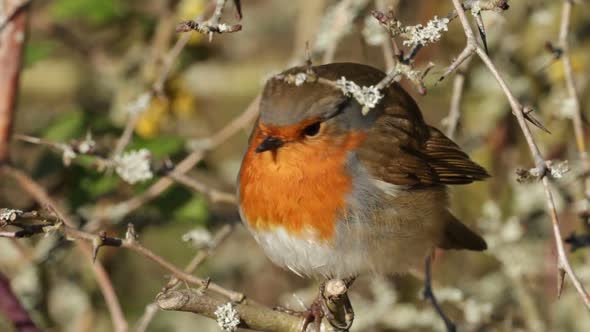 Ringed Robing Red Breast Song Bird Close Up Detail Colourful