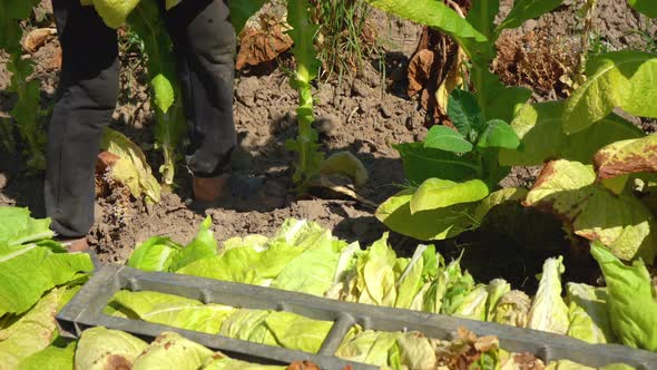 Tobacco Farmers Collecting Tobacco Leaves in a Field Closeup alt