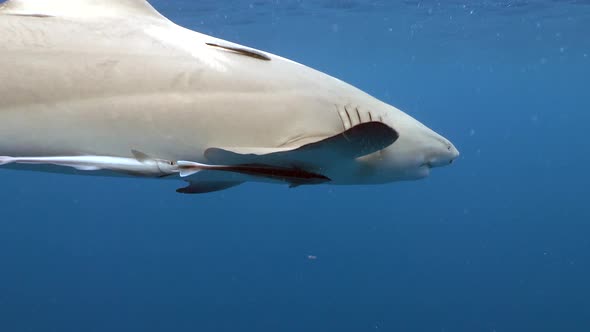 2 scary but beautiful sharks pass camera with curiosity lemons playing nicely alt
