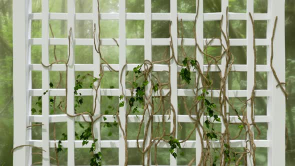 Ivy Growing Time-Lapse alt