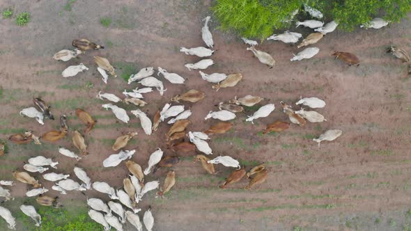 Aerial top view of cows eating green rice and grass field in Kanchanaburi