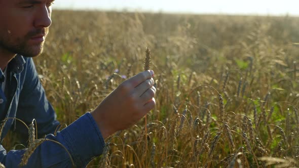 Farmer Businessman Inspects Wheat Field and Examines an Ear of Wheat at Sunrise alt