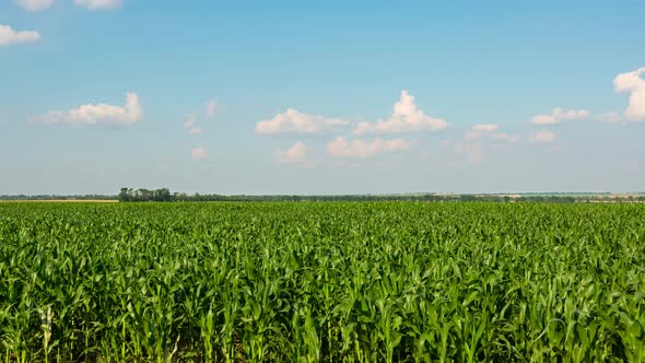 Green Corn Field In Summer, Timelapse