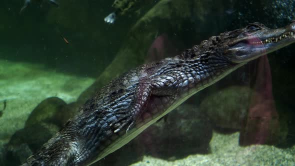 A Crocodile Swims in an Aquarium in the Moscow Aquarium