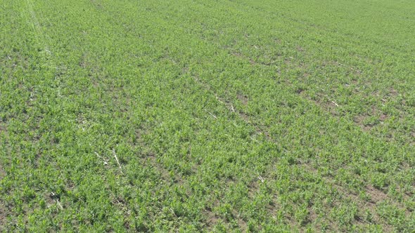 Tractor tires marks in the crop of green beans 4K drone video