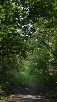 Vertical Video of Green Forest By Day alt