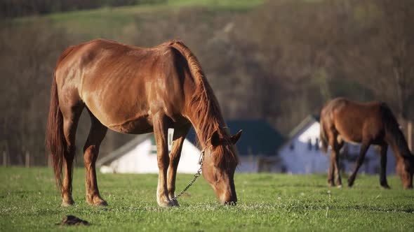 Horses are Eating Fresh Grass Against the Backdrop of Village Houses alt