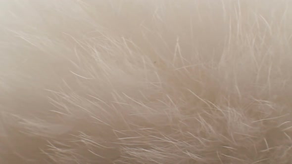 Rotation Fur Background alt