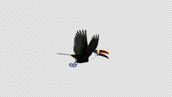 Toucan - I - White Throated - Flying Transition 1 - Side View LS
