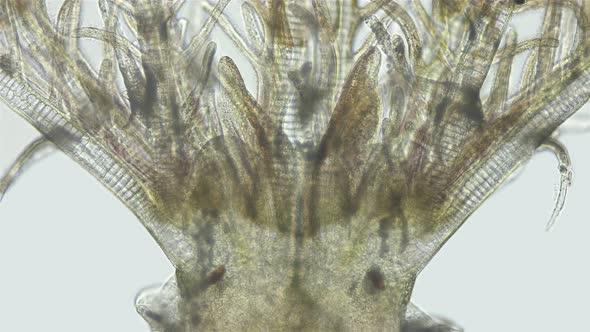 Polychaeta worm, family Sabellidae under a microscope. Filter alt