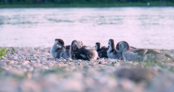 Group of Baby Egyptian Goose on the Waterside