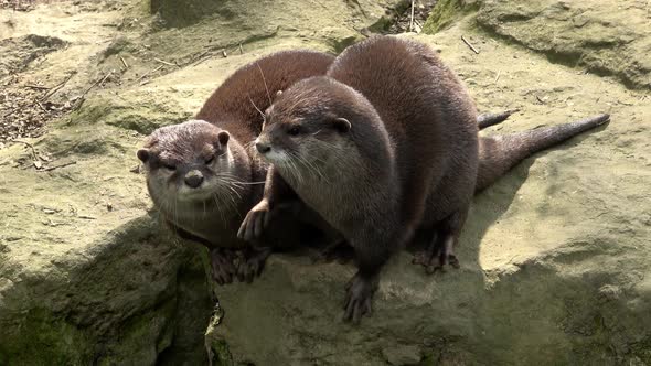 Two cute Asian small-clawed otters (Aonyx cinereus)