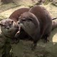 Two cute Asian small-clawed otters (Aonyx cinereus) - VideoHive Item for Sale
