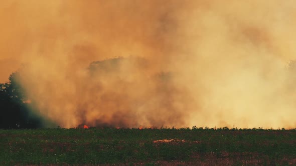 Dry grass is burning. Forest fire background. Damage to nature.