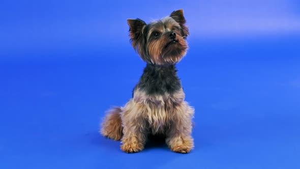 Adorable Yorkshire Terrier Sitting in the Studio on a Blue Gradient Background alt