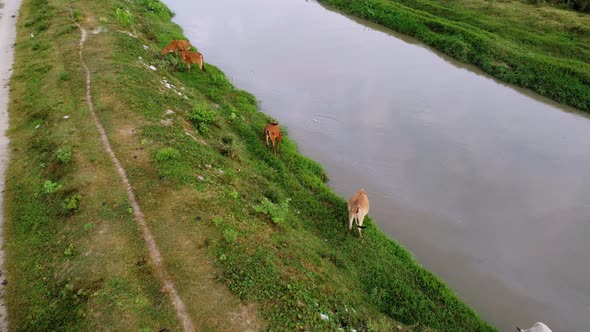 Cows grazing grass and drink water alt