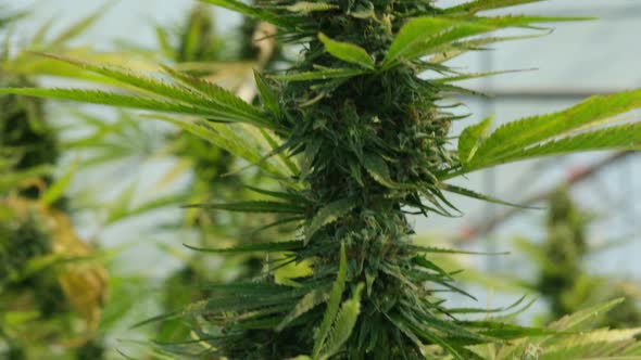Medical Cannabis plants grown under controlled conditions in large greenhouses. alt